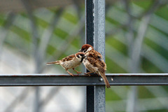 9944-TM ネェーネェー、ウンウン