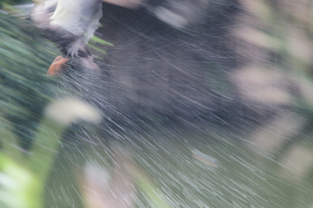 7732 逃げろ!!-撮れ!!