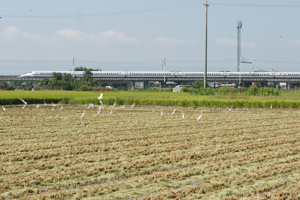 6520t 青田刈り？