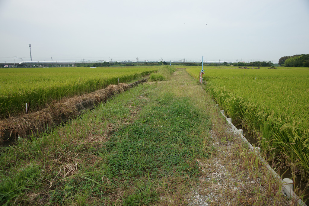 9467 こんな農道も散歩