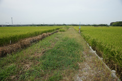 9467 こんな農道も散歩