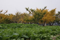 6768 色付はまだまだ