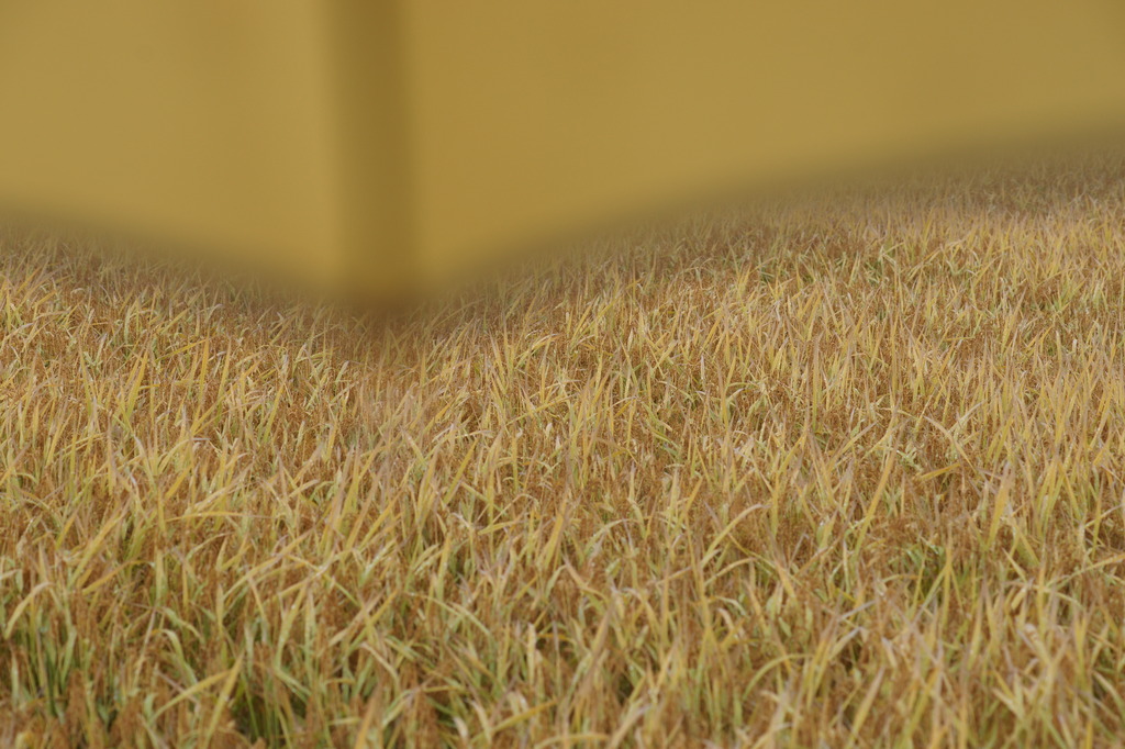 1165 雨中の農道散歩