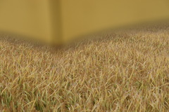 1165 雨中の農道散歩