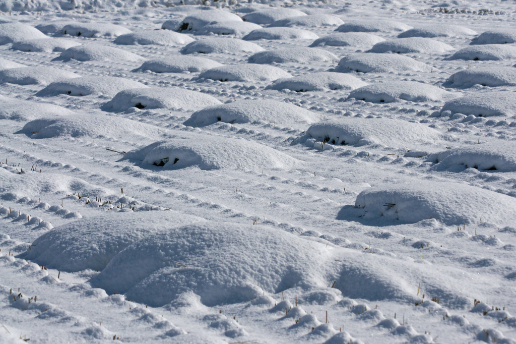 4142m 初雪の水田