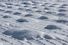 4142m 初雪の水田