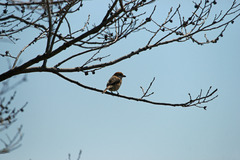 5929-M 久しぶり!!