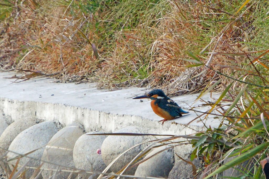 4700tm カワセミ-2