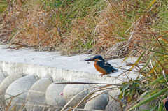 4700tm カワセミ-2