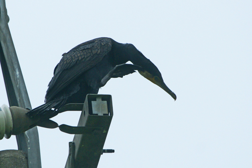 9474tm クビをかくカワウ