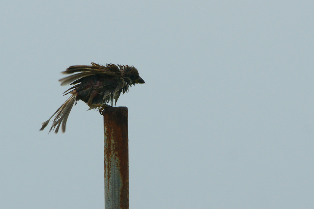 9560tm 雨あがりのスズメ