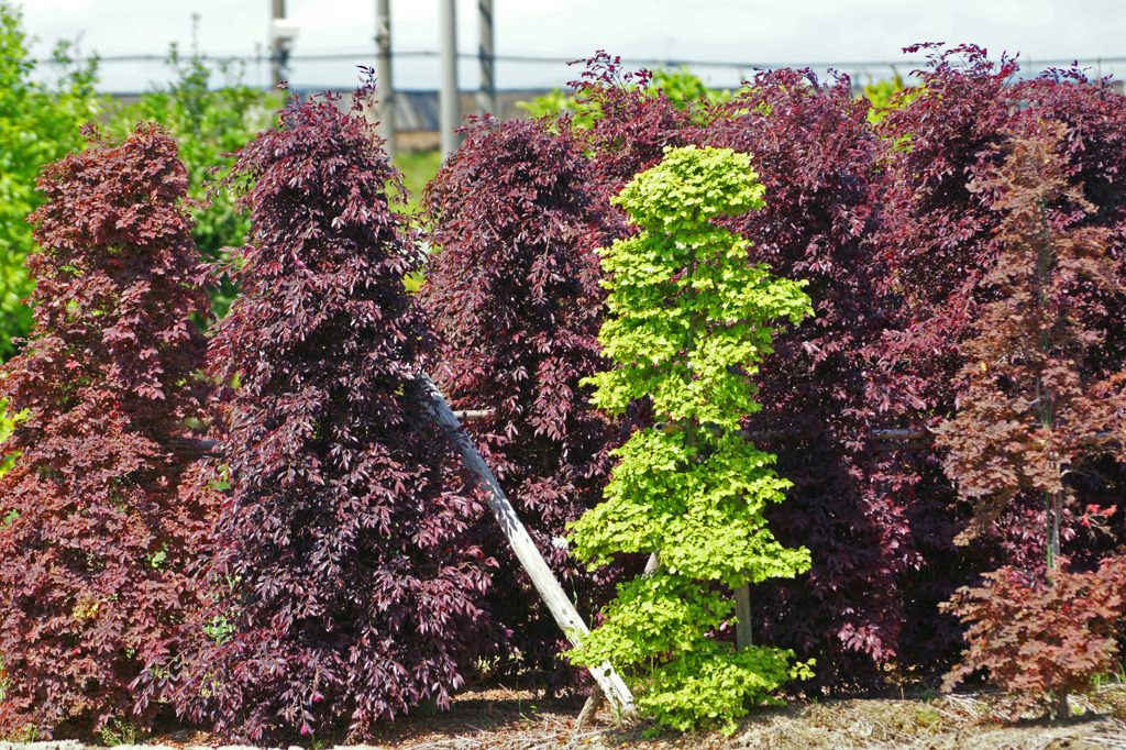 7736m 緑好きに気になる木