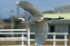 6954tm (風に)負けそう