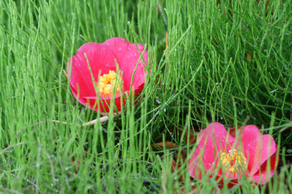 6242m 花を抱くスギナ