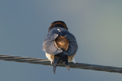 1505t コシアカツバメですかね