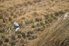 1538m 逃げ脚と競争