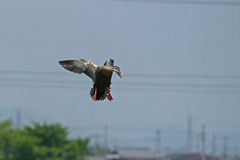 7306-TM 着地態勢