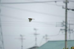 7257m 捕捉成功!!