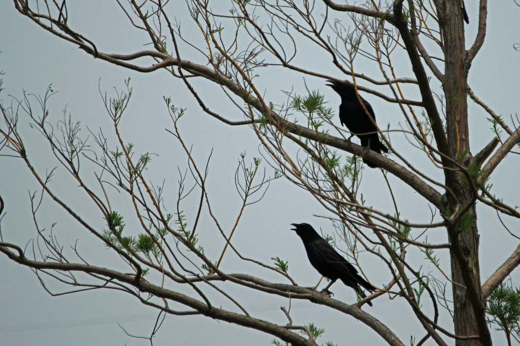 0363-TM コーラス