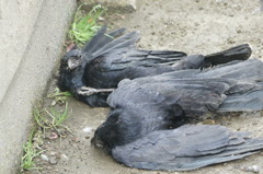 9274 カラスの場合２