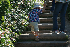 7869 2歳半、頑張って登る