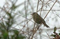 3107tm ウグイス