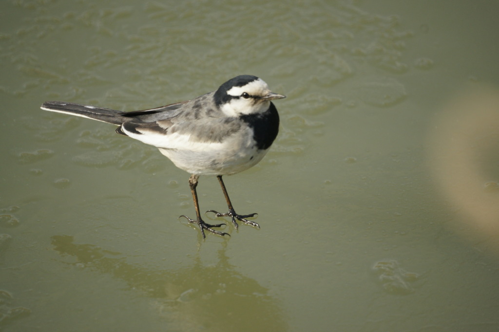 0550 氷上の鳥