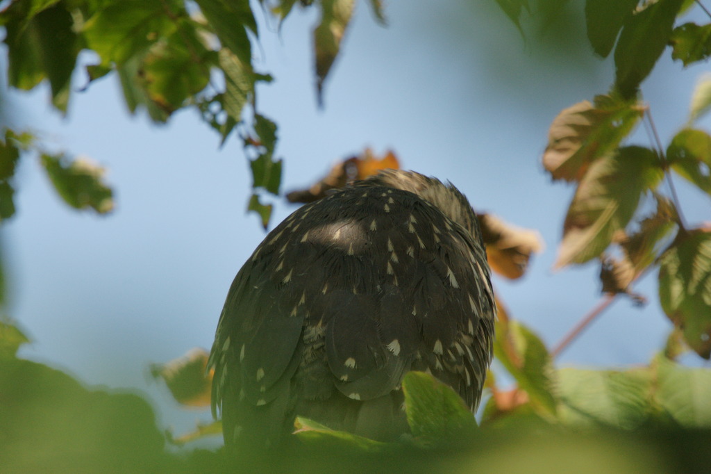 6913 木陰から２