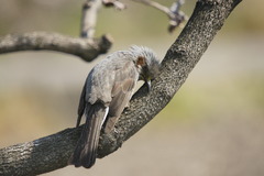 9954 何か用かい