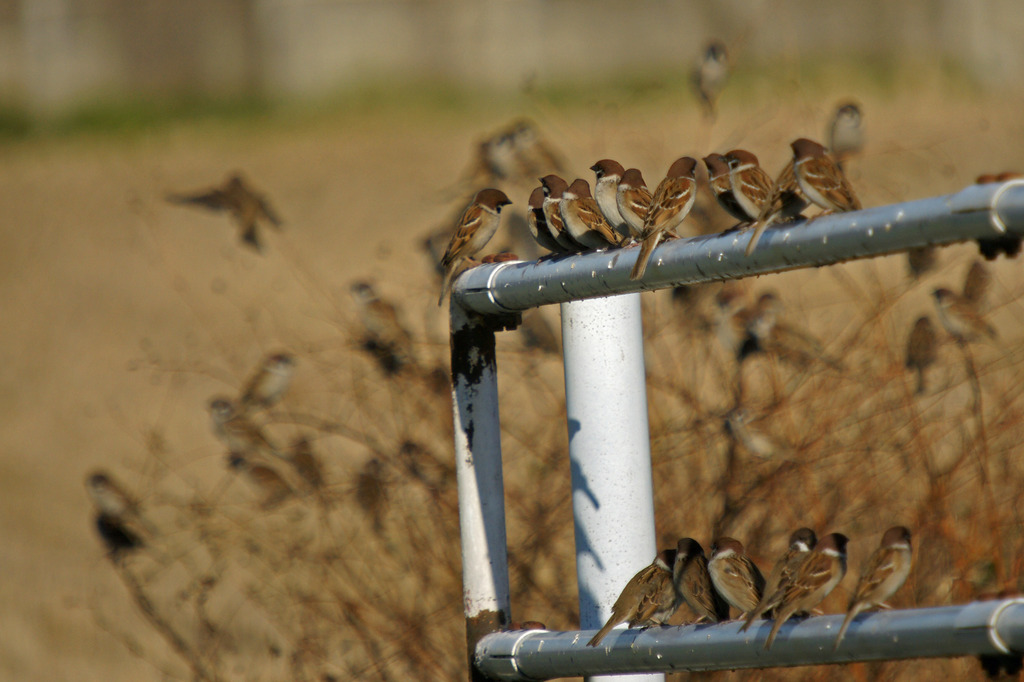 2380tm スズ(メ)なり1