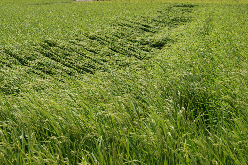9203 風雨の翌日