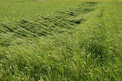 9203 風雨の翌日