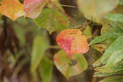 1161 農道の紅葉2