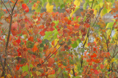 0122m 農道の紅葉