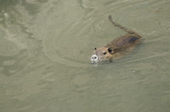3897 今年のヌートリア