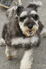 6940t 散歩友達、よろしくね