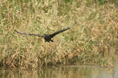 5995 おっ!こちらへ向かって来る