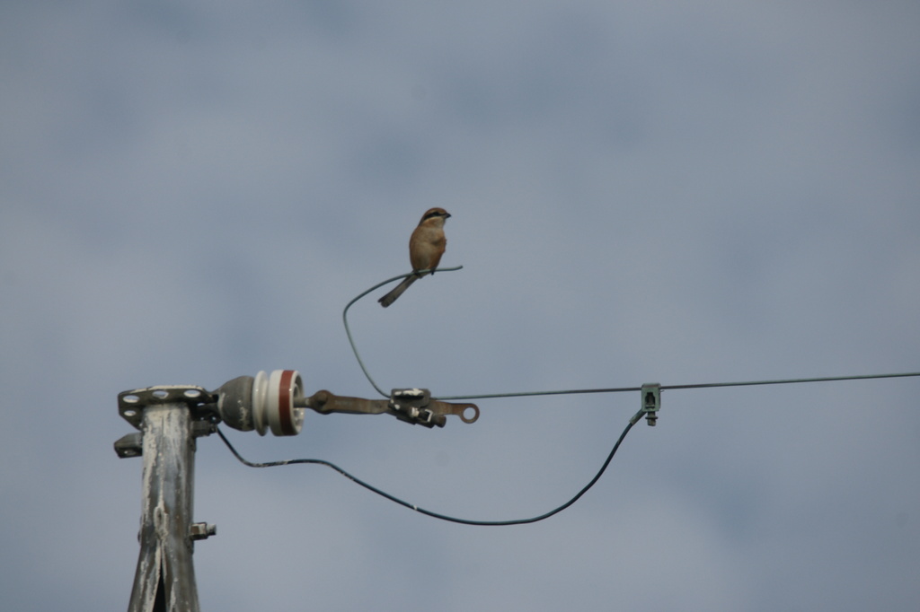 6606　ここにも4