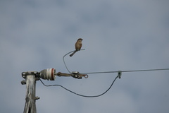 6606　ここにも4