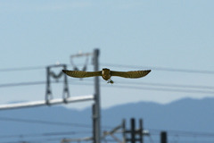 8896tm 獲物とともに逃げろ