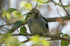 2184tm このこはだぁれ