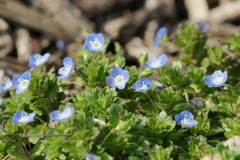 7515 農道に小花が