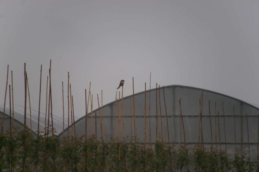 0737m 雨中のモズ