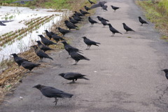 7950 カラスたちどうしたのか集団で