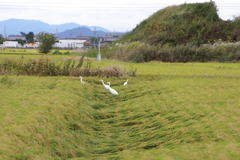 7953 稲の倒れはあちこちで