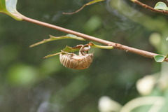 6617 頭上に発見