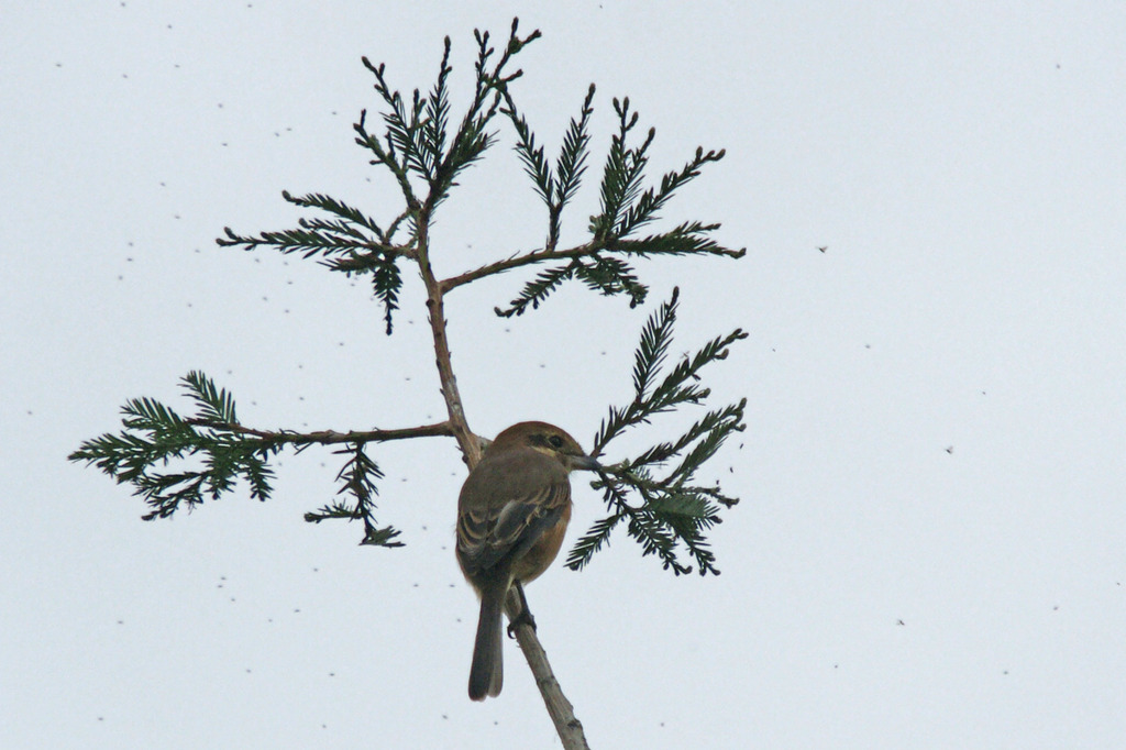 6169tm モズさん３