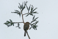 6169tm モズさん3