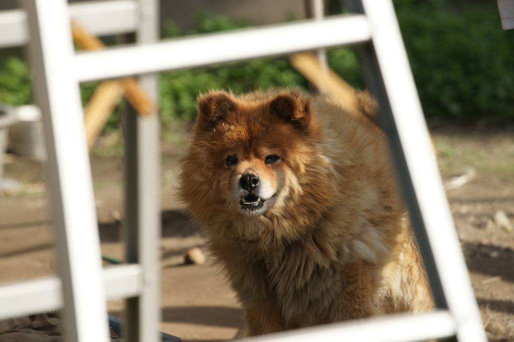 2420 老犬