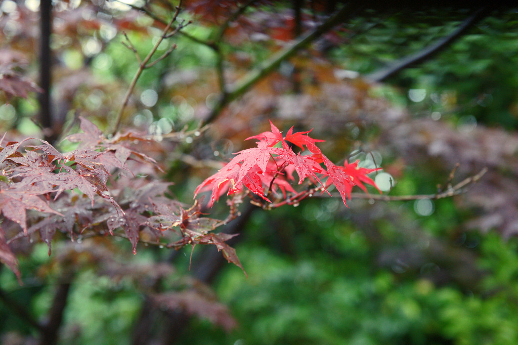 8252-M 目立ちたがり屋
